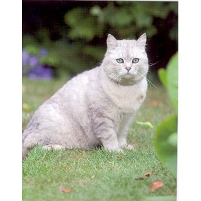 Dobbeltkort fra Leonard Smith, kat